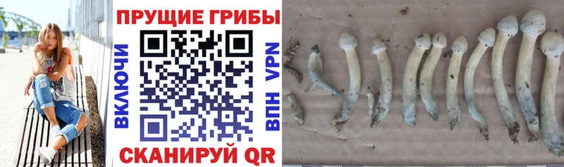 Галлюциногенные грибы ЛСД  сколько стоит  Славянск-на-Кубани 